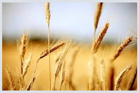 glutenvrij dieet